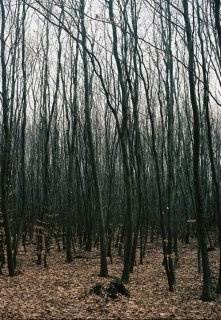 обложка аудиокниги Безумная усадьба, Ненасытец, Взгляд