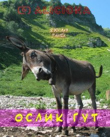 обложка аудиокниги Ослик Гут