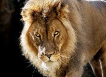 обложка аудиокниги Старый охотник