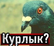 обложка аудиокниги Голубь