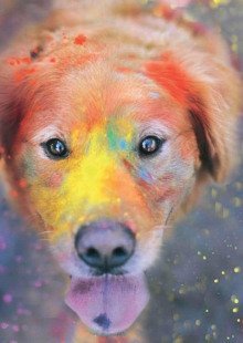 обложка аудиокниги Догхантер. Радужный мост