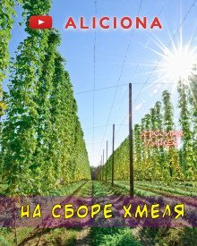 обложка аудиокниги На сборе хмеля