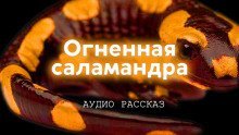 обложка аудиокниги Огненная саламандра