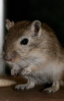 обложка аудиокниги Укол в мышь