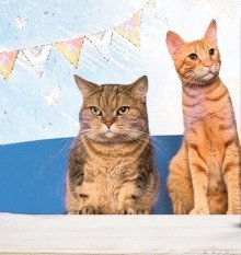 обложка аудиокниги Юнга с эсминца «Оголтелый» и другие истории про котов