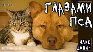 обложка аудиокниги Глазами моего пса