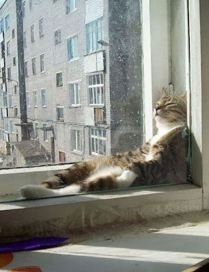 обложка аудиокниги Семь снов черного кота. Сон седьмой. Муха