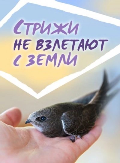 обложка аудиокниги Стрижи не взлетают с земли