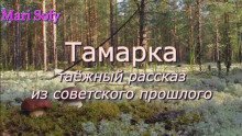 обложка аудиокниги Тамарка